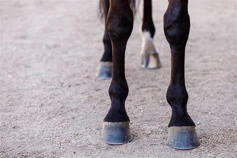 The Magic of Suction Hooves: A Closer Look at Barefoot Horse Physiology